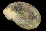 Bathonian Ammonite (Procerites) Fossil - France #153157-1